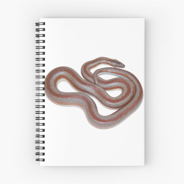 Item preview, Rosy Boa designed and sold by bubbaclez.