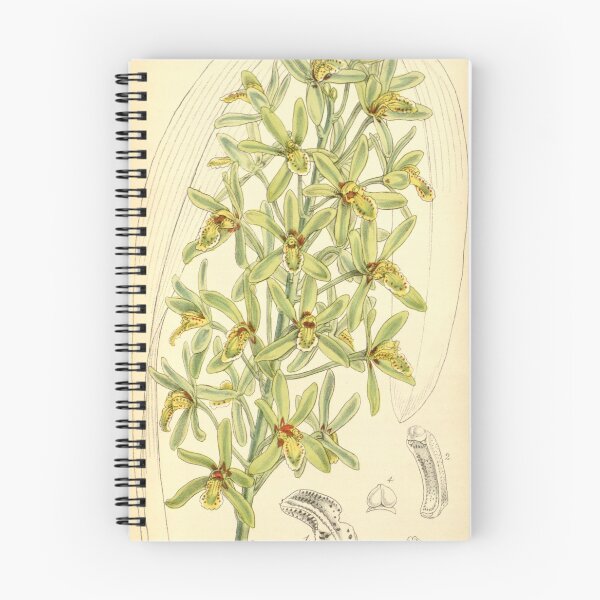 Item preview, Cymbidium chloranthum designed and sold by EsotericBotanic.