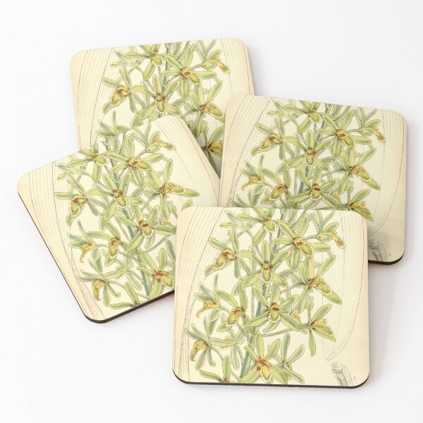 Item preview, Cymbidium chloranthum designed and sold by EsotericBotanic.