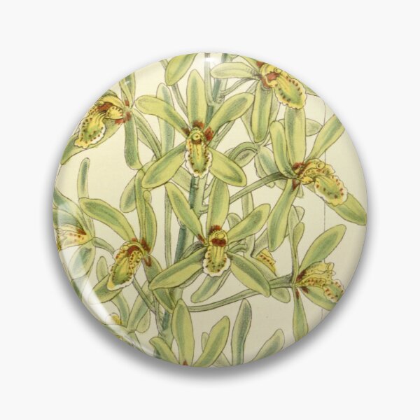 Item preview, Cymbidium chloranthum designed and sold by EsotericBotanic.