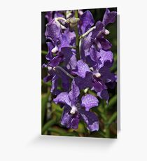 Purple Orchids Greeting Card