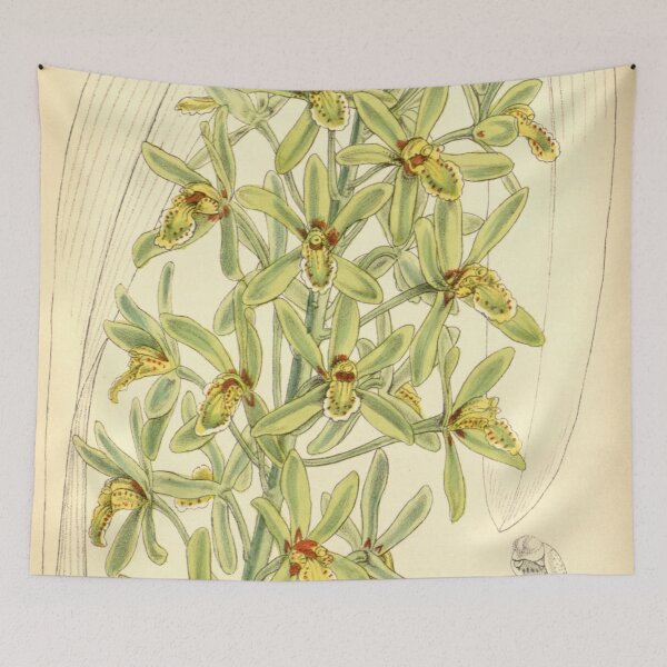 Item preview, Cymbidium chloranthum designed and sold by EsotericBotanic.