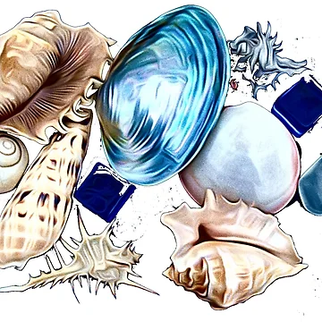 Artwork thumbnail, Abstract Shells by Terry Senior