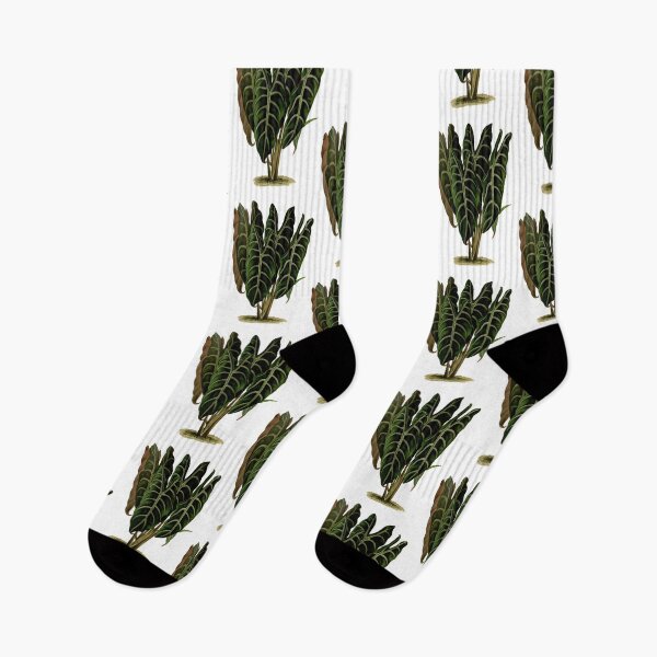 Item preview, alocasia chantrieri designed and sold by cottagefrog.