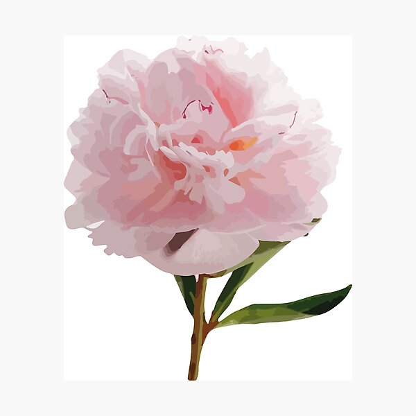Item preview, Realistic peony illustration pink pattern designed and sold by DunyaK.