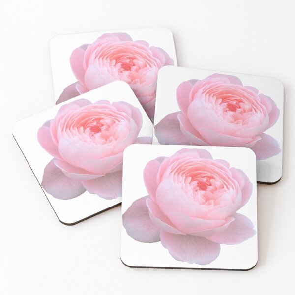 Item preview, Pink Rose Flower Still Life Floral Photography designed and sold by CottoVerdi.