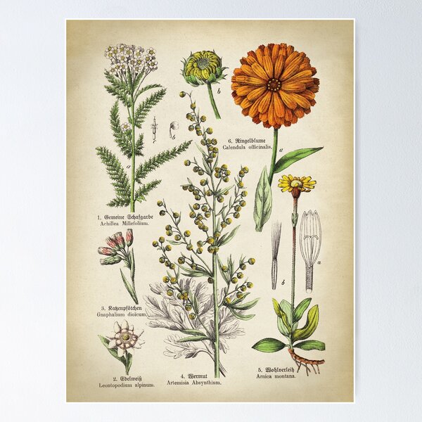 Medicinal Plants Coloring Book (Dover Nature Coloring Book): Arbel, Ilil:  9780486274621: Amazon.com: Books