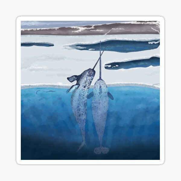 Narwhals emerging from the cold ocean Sticker