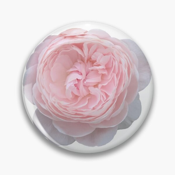 Item preview, Pink Rose Flower Still Life Floral Photography designed and sold by CottoVerdi.