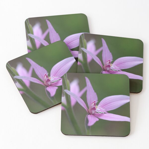 Item preview, Caladenia Macro designed and sold by Michaela Perryman.