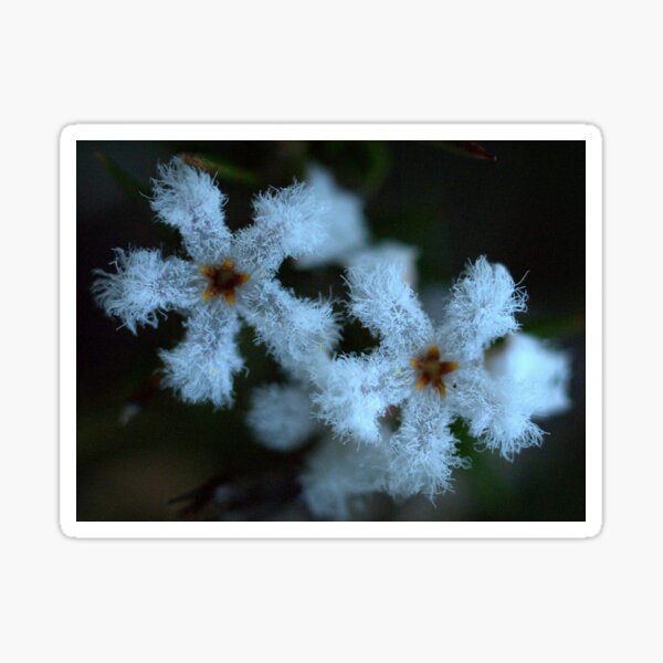 Item preview,  Leucopogon virgatus designed and sold by Ben Loveday.