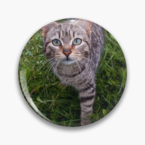 Item preview, llb cat designed and sold by pcfyi.