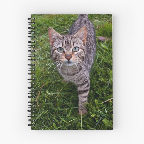 Item preview, llb cat designed and sold by pcfyi.