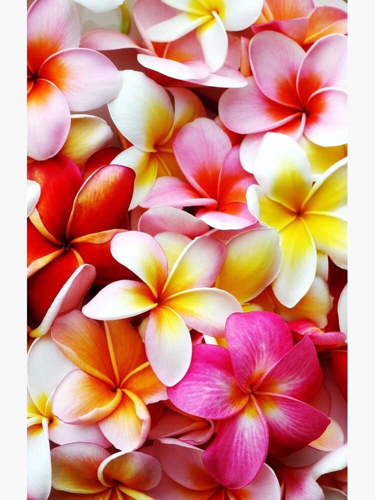 Aperçu 4 sur 4. Coque Samsung Galaxy avec l'œuvre Plumeria Rose Blanc Frangipanier Tropical Hawaiian Flower Floral Fine Art créée et vendue par SilverSpiral.