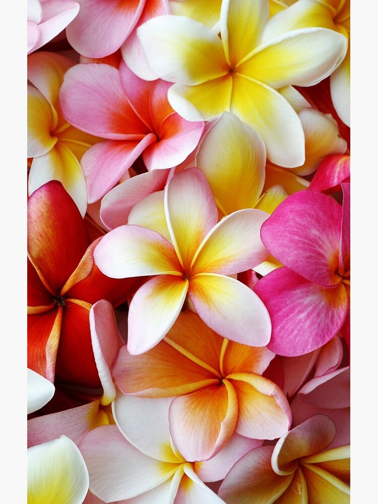Plumeria Pink White Frangipani Tropical Hawaiian Flower Floral Fine Art by SilverSpiral