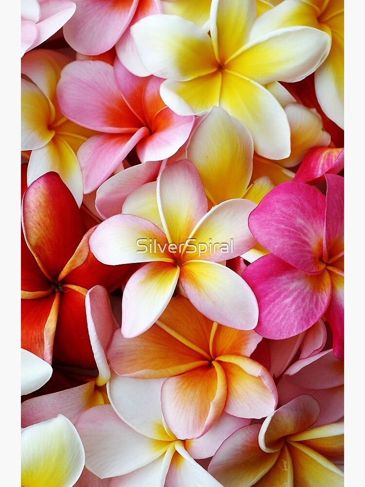 "Plumeria Pink White Frangipani Tropical Hawaiian Flower Floral Fine