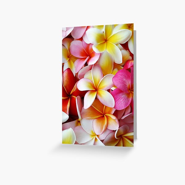 Item preview, Plumeria Pink White Frangipani Tropical Hawaiian Flower Floral Fine Art designed and sold by SilverSpiral.