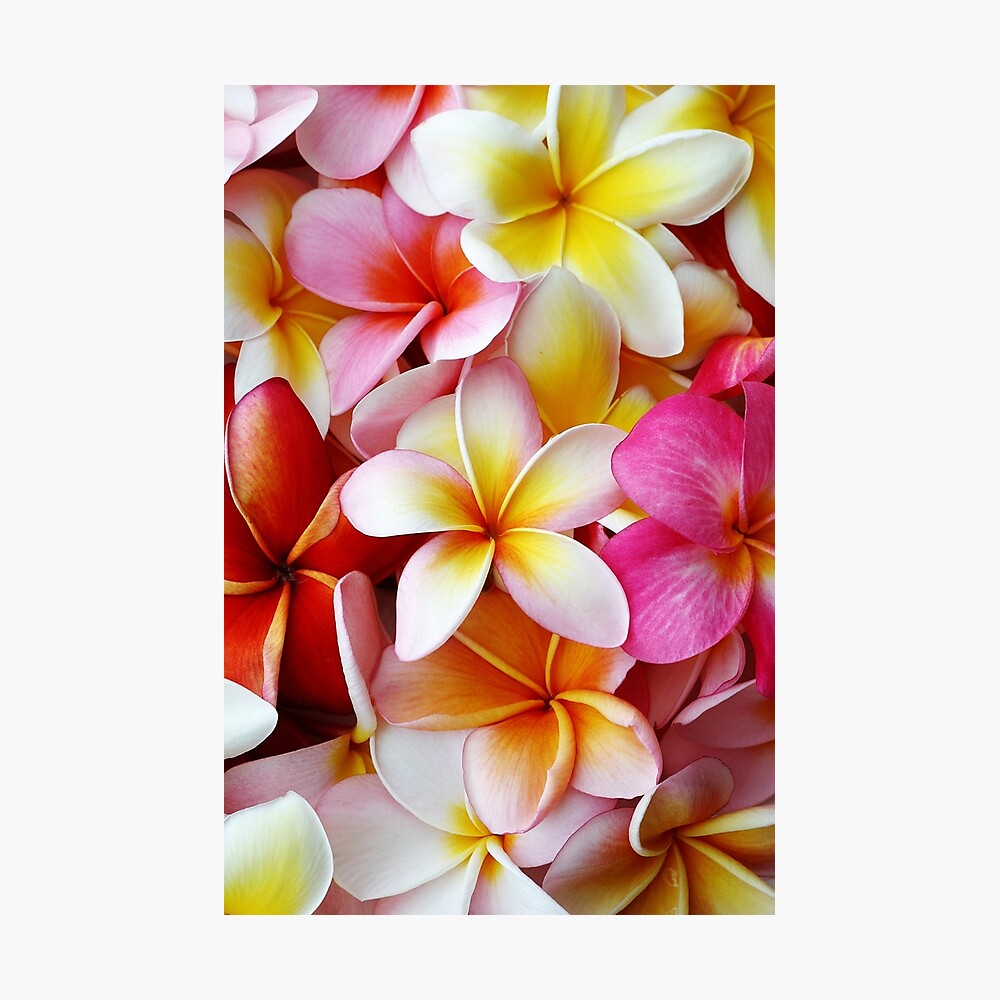 Plumeria Pink White Frangipani Tropical Hawaiian Flower Floral