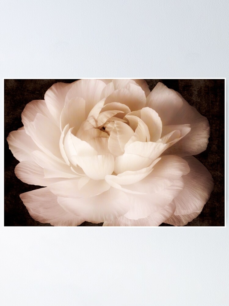 Poster « Fleur de renoncule blanche isolée sur fond noir », par  SilverSpiral | Redbubble