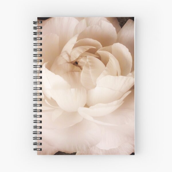 Item preview, White Ranunculus Flower Isolated on Black Background designed and sold by SilverSpiral.