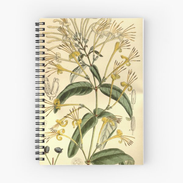 Item preview, Lonicera similis delavayi 145 8800 designed and sold by EsotericBotanic.