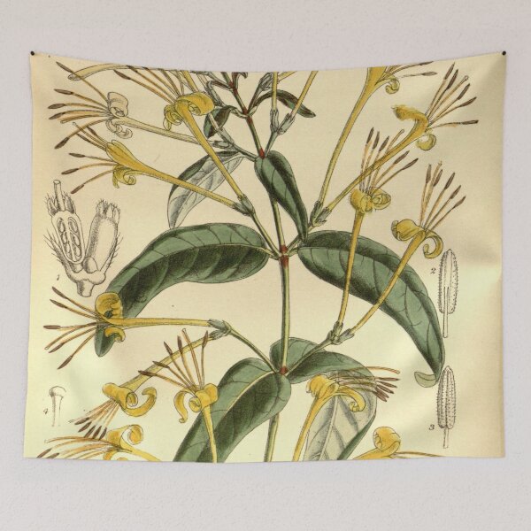 Item preview, Lonicera similis delavayi 145 8800 designed and sold by EsotericBotanic.