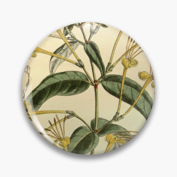 Item preview, Lonicera similis delavayi 145 8800 designed and sold by EsotericBotanic.