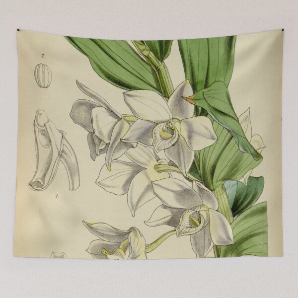 Item preview, Dendrobium aqueum designed and sold by EsotericBotanic.