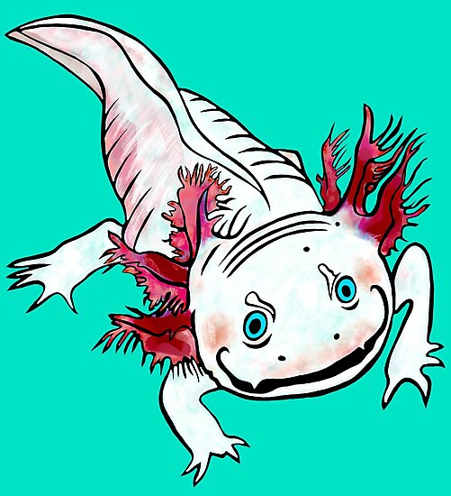 "Adorable Axolotl" Photographic Print by michdevilish | Redbubble