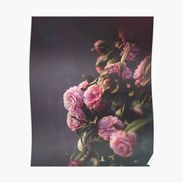 camellia Poster