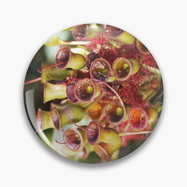 Item preview, Eucalyptus Corymbia Ficifolia Faded Flowers designed and sold by Joy Watson - Natural Light Photography .
