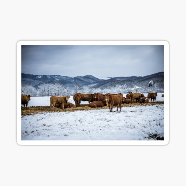 Item preview, Herd of cows designed and sold by viknitov.