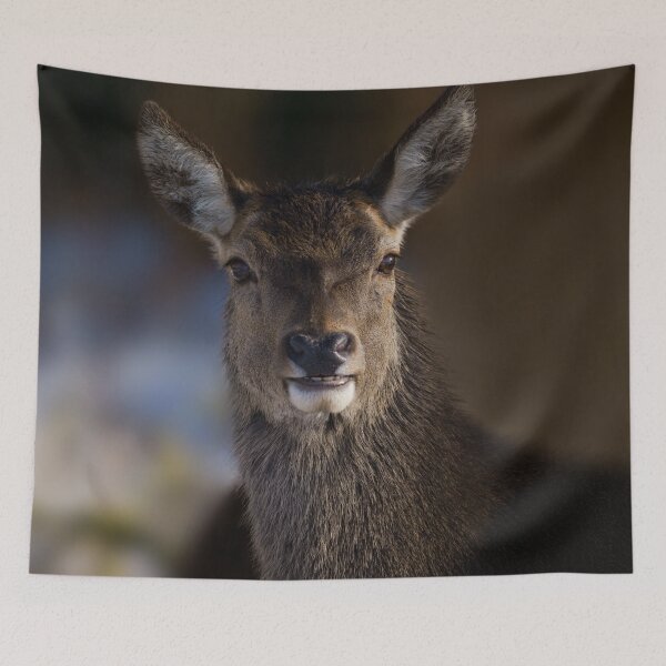 Item preview, Red Deer Hind designed and sold by rawshutterbug.