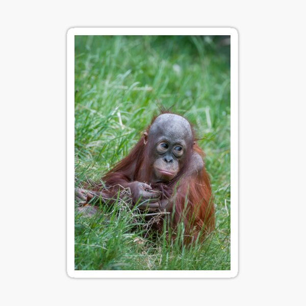 Young orangutan Sticker