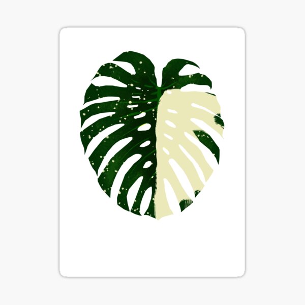 Vista previa del artículo con la obra «Monstera deliciosa albo borsigiana», diseñado y vendido por Alin Richard Iovănuț.
