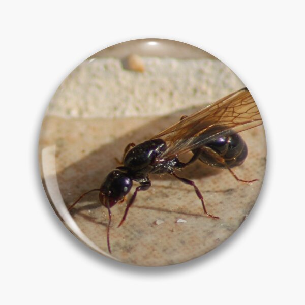 Item preview, Flying Ant designed and sold by tomg.