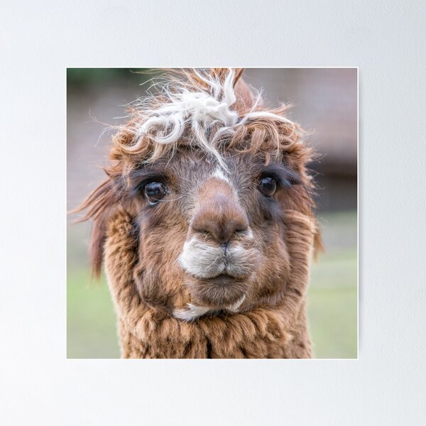 Item preview, Llama designed and sold by Gary Chadbond Photography.