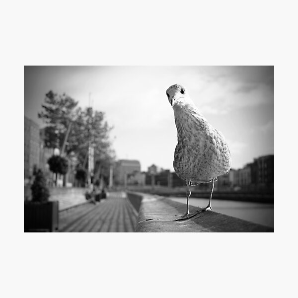 Curious seagull Photographic Print