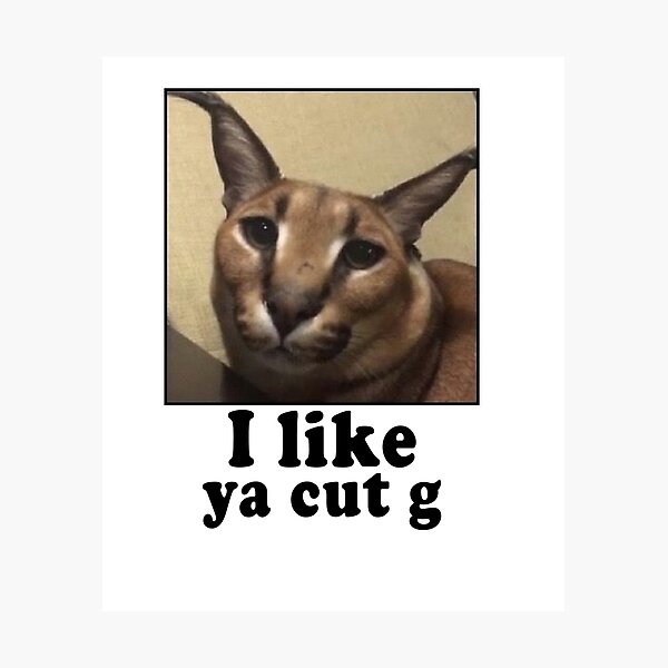 Pin by Bananarama on • Floppa •  Funny animal jokes, Cat memes, Animal  jokes