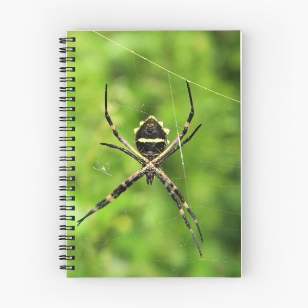 Item preview, Orb Weaver Spider Suspended in a Web designed and sold by rhamm.