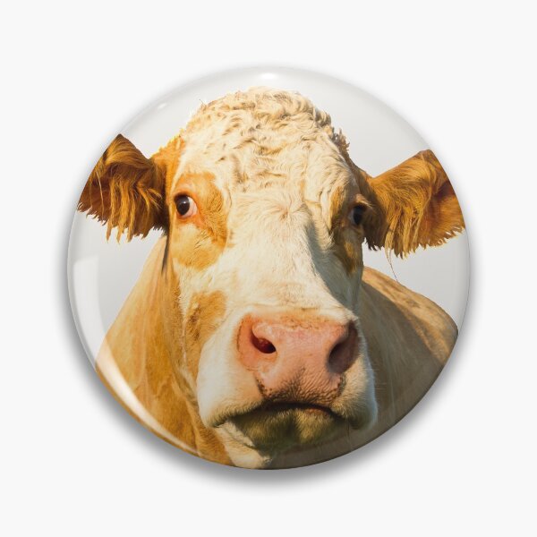 Artikelvorschau, Simmentaler Kuhporträt entworfen und verkauft von Jane Stanley Photography.