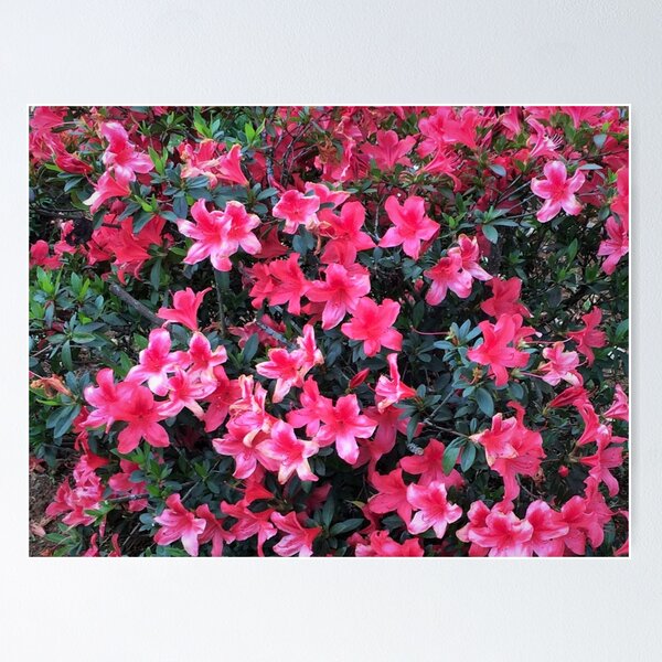 Artikelvorschau, Leuchtend rosa Azaleenblüten entworfen und verkauft von LizziesSpace.