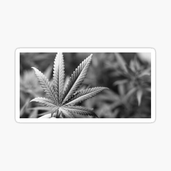Marihuana Pot Leaf Sticker
