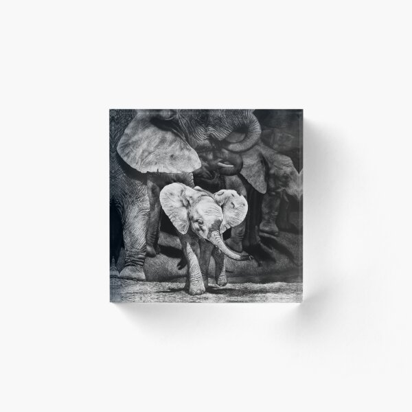 Baby African Elephant with Herd Acrylic Block