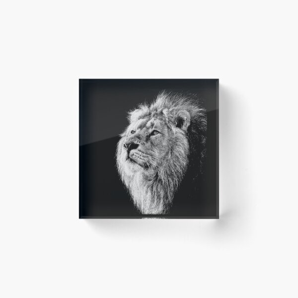 Item preview, African Lion black and white art designed and sold by MHScratchboard.
