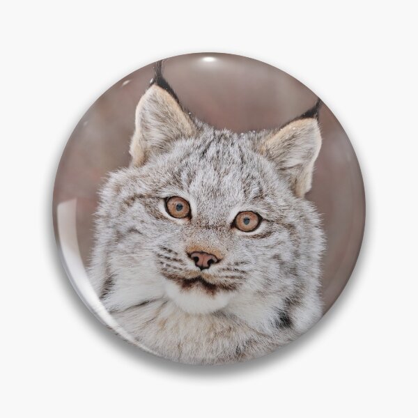 Artikelvorschau, Luchs Kätzchen entworfen und verkauft von mlorenz.