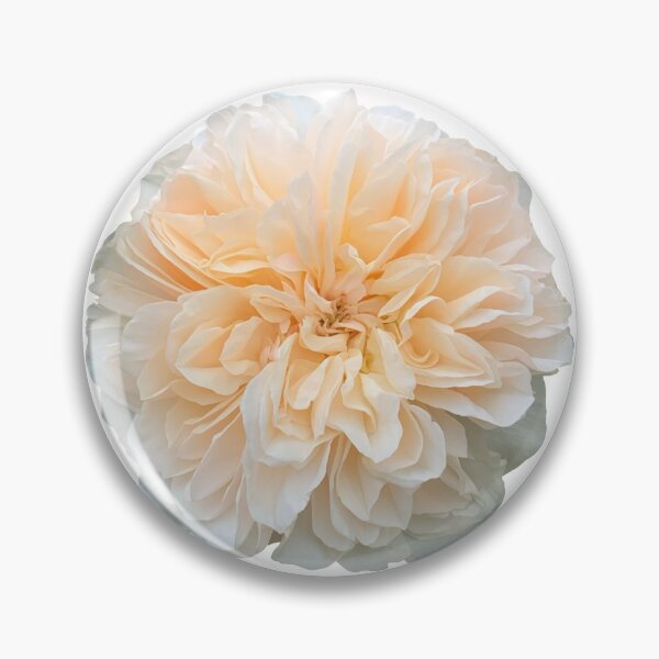 Item preview, Cream Rose Flower Still Life Floral Photography designed and sold by CottoVerdi.