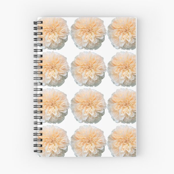 Item preview, Cream Rose Flower Still Life Floral Photography designed and sold by CottoVerdi.