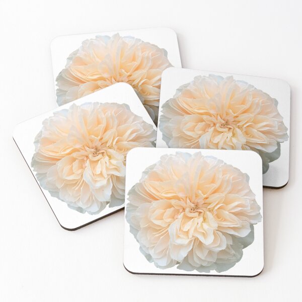 Item preview, Cream Rose Flower Still Life Floral Photography designed and sold by CottoVerdi.