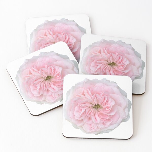 Item preview, Pink Rose Flower Still Life Floral Photography designed and sold by CottoVerdi.